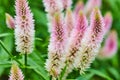 Silver Cocks Comb or Celosia plant with fuzzy comb of soft pink background asset