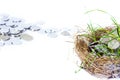 Silver coins in nest Royalty Free Stock Photo