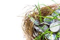 Silver coins in nest Royalty Free Stock Photo