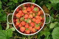 A colander full of bright red strawberries in a patch of green strawberry plants Royalty Free Stock Photo