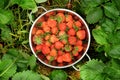 A colander full of bright red strawberries in a patch of green strawberry plants Royalty Free Stock Photo