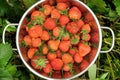 A colander full of bright red strawberries in a patch of green strawberry plants Royalty Free Stock Photo