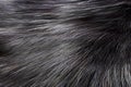 Silver Color Animal Fur Texture of Wolf or Fox. 3d Rendering Royalty Free Stock Photo