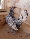 Silver colored hen. Sebright or bantam chicken breed. Royalty Free Stock Photo
