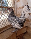 Silver colored hen. Sebright chicken breed or bantam chicken. Royalty Free Stock Photo