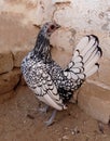 Silver colored hen. Sebright chicken breed or bantam chicken. Royalty Free Stock Photo