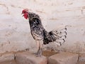 Silver colored rooster crowing. Sebright chicken breed. Royalty Free Stock Photo