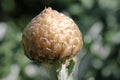 Silver coloured bud of an ornamental thistle in close up