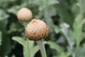 Silver coloured bud of an ornamental thistle in close up