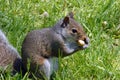 Silver coloured squirrel