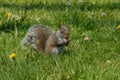 Silver coloured squirrel