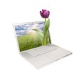 Silver Computer Laptop Isolated with Tulip Royalty Free Stock Photo