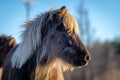 Side portrait of a silver dapple colored Icelandic horse Royalty Free Stock Photo