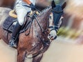 Dapple gray dressage horse and rider in uniform performing jump at show jumping competition. Equestrian sport background. Royalty Free Stock Photo