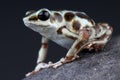 Silver Dart Frog / Oophaga pumilio Royalty Free Stock Photo