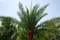 Silver date palm tree with thick brown trunk