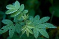 Silver dew on foliage