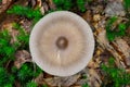 Silver Distaff mushroom Royalty Free Stock Photo