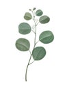 Watercolor silver dollar eucalyptus branch