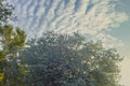 Silver Dollar Eucalyptus foliage with white cloud overcast sky