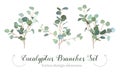 Silver dollar eucalyptus selection branches vector design set.