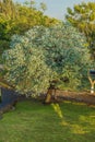 Silver Dollar Eucalyptus tree with beautiful foliage. Eucalyptus Cinerea, Argyle apple Royalty Free Stock Photo