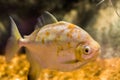 Silver dollar fish species a redhook myleus a famous exotic aquarium fish pet