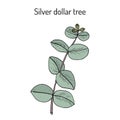 Silver dollar tree eucalyptus cinerea , or argyle apple, silver-leaf stringybark, medicinal plant