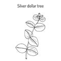 Silver dollar tree eucalyptus cinerea, medicinal plant Royalty Free Stock Photo