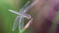 gracious blue dragonfly on its perch, macro photo of this delicate and elegant Odonata with wide wings and big faceted eyes. Royalty Free Stock Photo