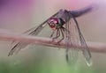 Silver dragonfly on a branch