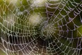 Silver drops of morning dew on a large web