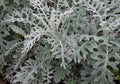 Silver Dust Leaves