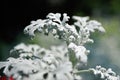 Silver dust or senecio