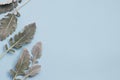 Silver dusty miller leaves on pastel blue background Royalty Free Stock Photo