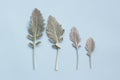Silver dusty miller leaves on pastel blue background