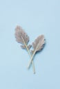 Silver dusty miller leaves on pastel blue background Royalty Free Stock Photo