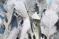 Silver dusty miller leaves on pastel blue background Royalty Free Stock Photo