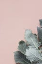 Silver dusty miller leaves on pastel pink background Royalty Free Stock Photo