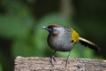 Silver - eared Laughingthrush