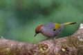 Silver-eared laughingthrush in nature