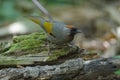 Silver-eared laughingthrush in nature