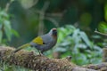 Silver-eared laughingthrush in nature