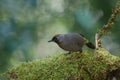 Silver-eared laughingthrush in nature