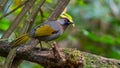 Silver-eared Laughingthrush perching on a perch in a jungle Royalty Free Stock Photo