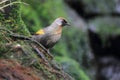 Silver-eared laughingthrush