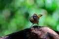 Silver-eared Laughingthrush(Trochalopteron melanostigma) foraging and pery live in nature