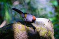 Silver-eared Laughingthrush(Trochalopteron melanostigma) foraging and pery live in nature