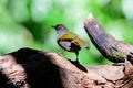 Silver-eared Laughingthrush(Trochalopteron melanostigma) foraging and pery live in nature