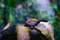 Silver-eared Laughingthrush(Trochalopteron melanostigma) foraging and pery live in nature